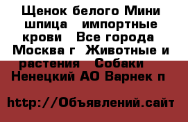 Щенок белого Мини шпица , импортные крови - Все города, Москва г. Животные и растения » Собаки   . Ненецкий АО,Варнек п.